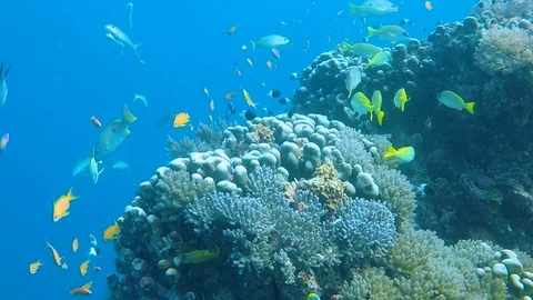 FULLHD Ocean Fish 9 Stock Footage 114747296