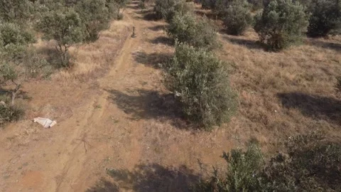FULLHD Olive orchards of turkey from above Stock Footage 221919081