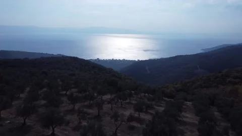 FULLHD Olive orchards of turkey from above Stock Footage 221919472
