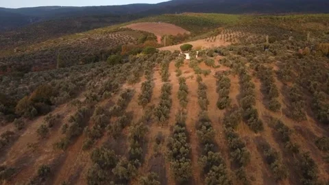 FULLHD Olive orchards of turkey from above Stock Footage 221919590