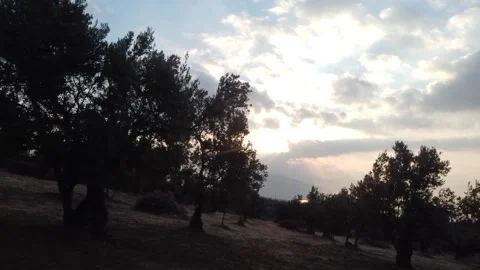 FULLHD Olive orchards of turkey from above Stock Footage 221919662