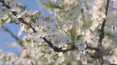 FullHD, Slow Motion, 100fps, Close shot of shiro plum flowers moved by the wind Video stock 126984673
