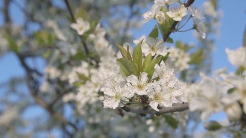 FullHD, Slow Motion, 100fps, Close shot of shiro plum flowers swept by the wind Video stock 126984701