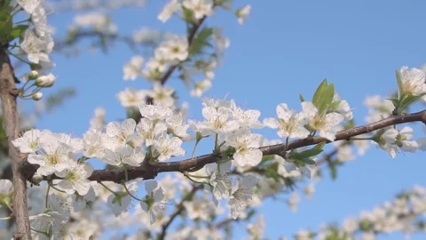 FullHD, slowmotion, 100fps, Close shot of shiro plum flowers moved by the breeze Video stock 126984693