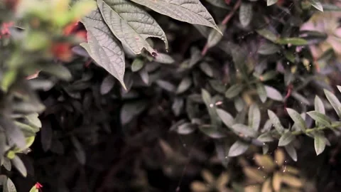 FullHD of spider web in the trees Stock Footage 171709318