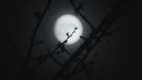 Fullmoon at night rack focus Vídeos de archivo 121573863