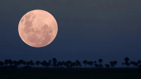 Fullmoon with palms Stock Footage 72240784