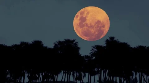Fullmoon with palms Stock Footage 72241193