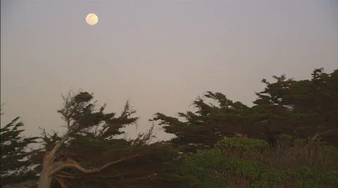 FullMoonRisingOverCypressTrees Stock Footage 400761