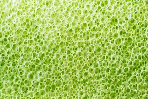 Fullscreen macro closeup with shallow depth of field of a sponge. Texture. Gr Stock Photos
