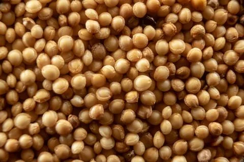 Fullscreen macro closeup with shallow depth of field of amaranth seeds. Textu Stock Photos