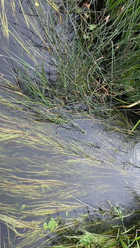 FullSizeRender Video stock 135812558