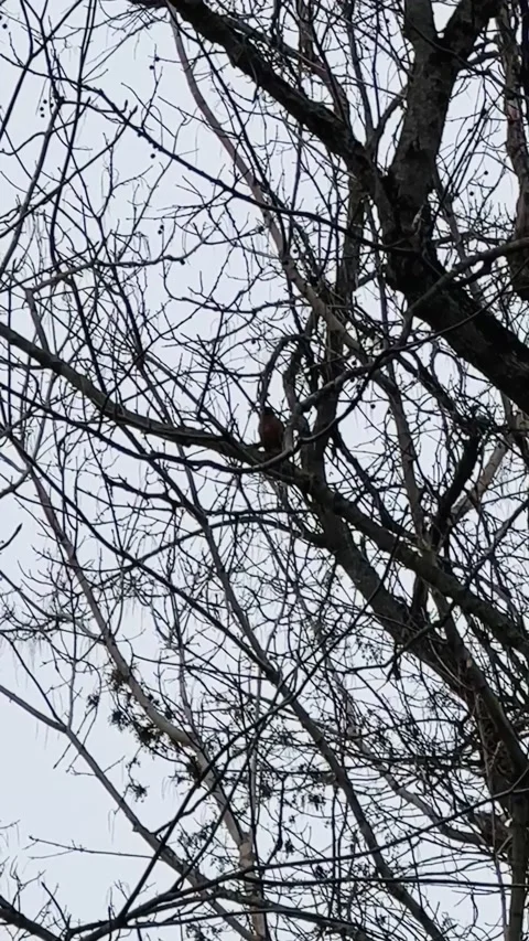 FullSizeRender Stock Footage 169308677