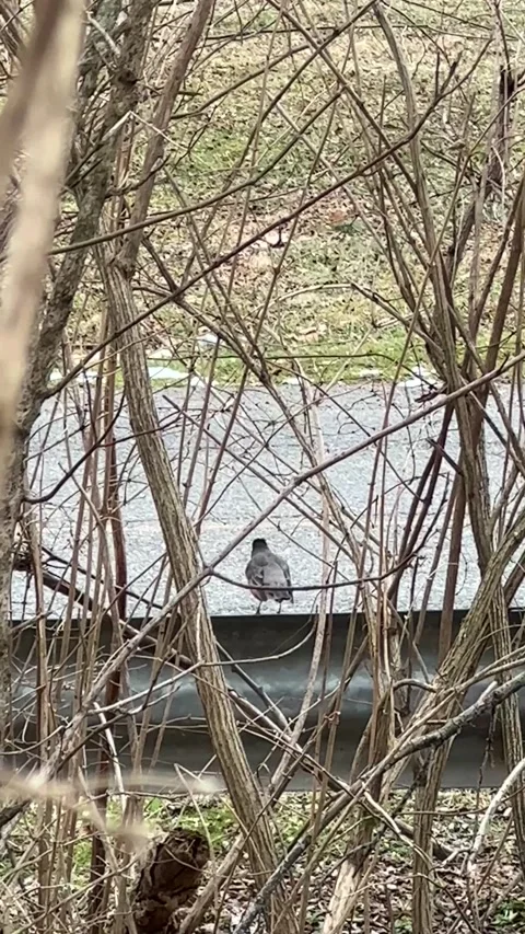 FullSizeRender Stock Footage 169311411