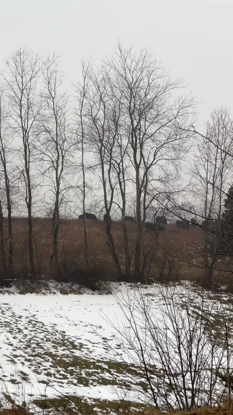 FullSizeRender Video stock 169640894