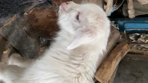 FullSizeRender 스톡 동영상 230930543