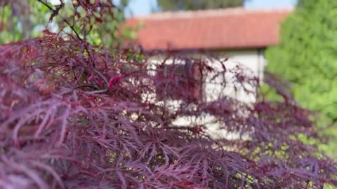 FullSizeRender Stock Footage 242488943