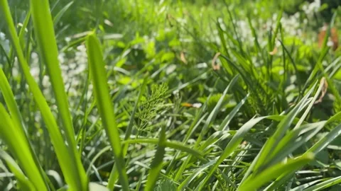 FullSizeRender Stock Footage 242488980