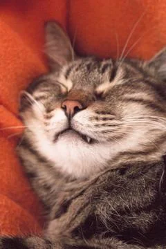 Fully asleep tabby cat Stock Photos