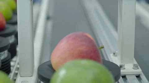 Fully automated technology of fruit being graded processing in food product.. Stock Footage 281770095