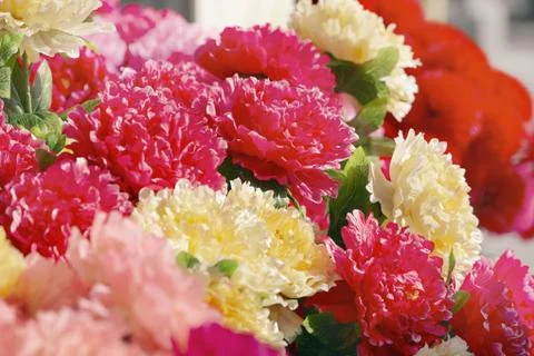 Fully bloomed carnations Stock Photos
