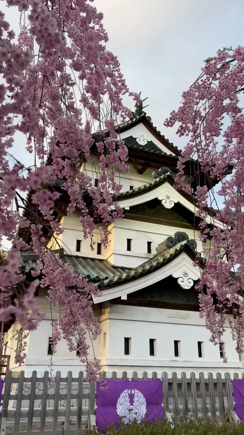 Fully bloomed cherry blossoms and Hirosaki Castle Stock Footage 277763108