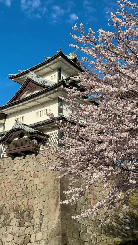 Fully bloomed cherry blossoms and a castle turret at Kanazawa Castle Stock Footage 277954388