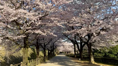 Fully bloomed cherry blossoms forming a tunnel in Kanazawa, Japan. Stock Footage 277952491
