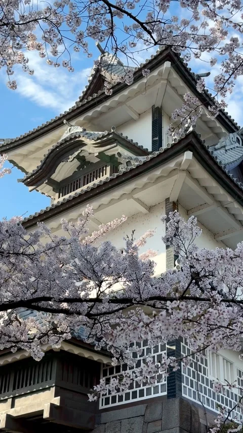 Fully bloomed cherry blossoms on the grounds of Kanazawa Castle Stock Footage 277954300
