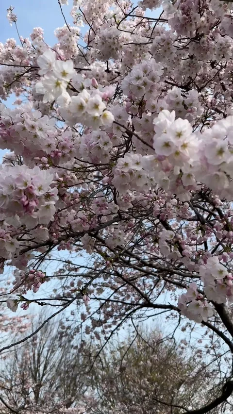 Fully bloomed cherry blossoms in a public parking in Tokyo Stock Footage 278188722