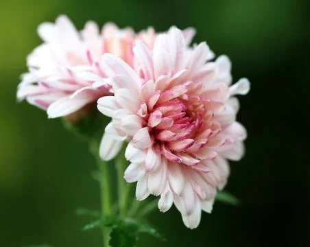 Fully bloomed chrysanthemum Stock Photos