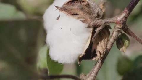 Fully bloomed cotton bud of a cotton plant swaying in the summer Stock Footage 281270873