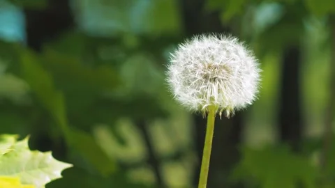 A fully bloomed dandelion stands out against lush spring grass. Stock-Footage 278117046
