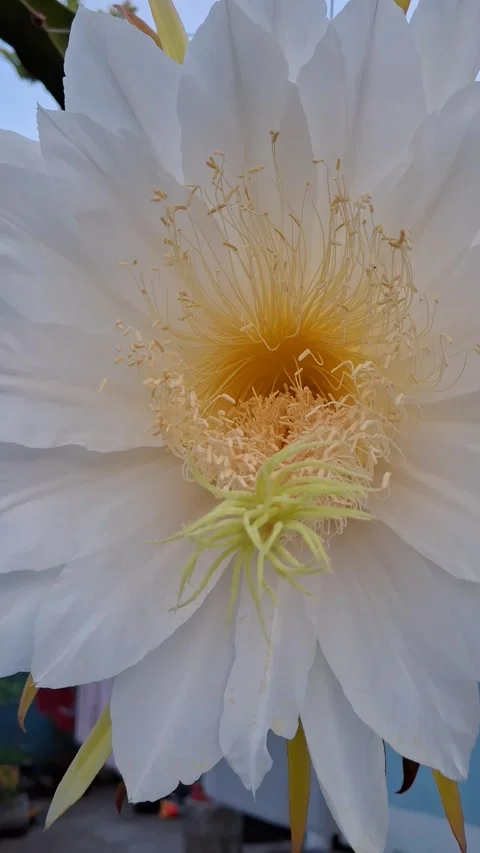 Fully Bloomed Dragon Fruit Flower in Urban Rooftop Garden Video stock 311484550