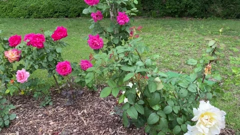 Fully bloomed flowers in Seoul south korea 動画素材 242163653