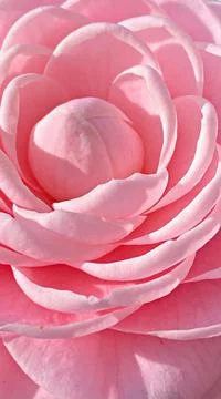 Fully Bloomed Formal Double Flower Stock Photos