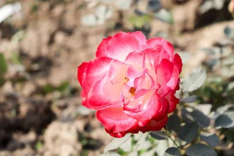 Fully Bloomed Multicolor Red Roses Garden Stock Photos