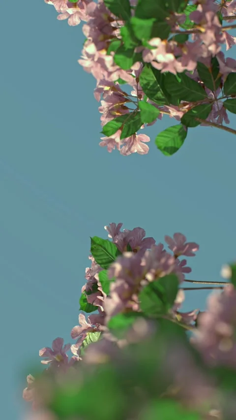 A fully bloomed rose tree sways gently in the morning light. Pink petals co.. Stock Footage 302797675