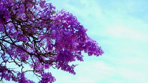 Fully blooming branches of the jacaranda tree. Stock Footage 292457203