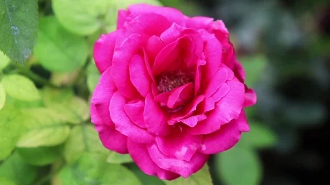 Fully Blossom Pink Rose Vídeo Stock 107300430