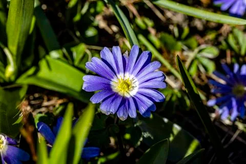 Fully blossomed Stock Photos