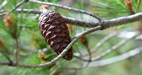 Fully Closed Pine Cone Stock Footage 151225681