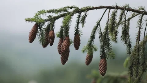 Fully Closed Pine Cone On A Tree Branch. Rain drops on pine cones Stock-Footage 159182513