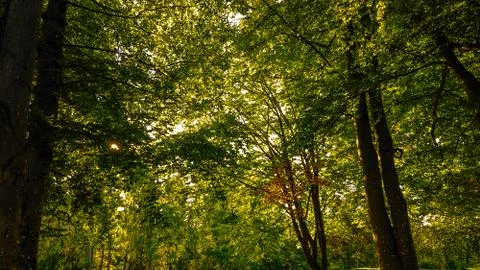 Fully covered composition of trees, leaves and branches Stock Photos