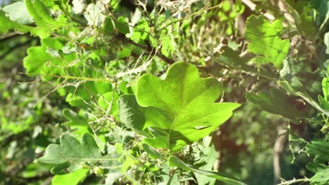 Fully damaged oak tree leaves.Toxic caterpillar infestation plagues oak trees Stockbeeldmateriaal 130871315