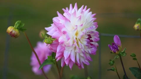 A fully double bloom April Dawn Dahlia a decorative flower showing no disc. Stock Footage 210844472