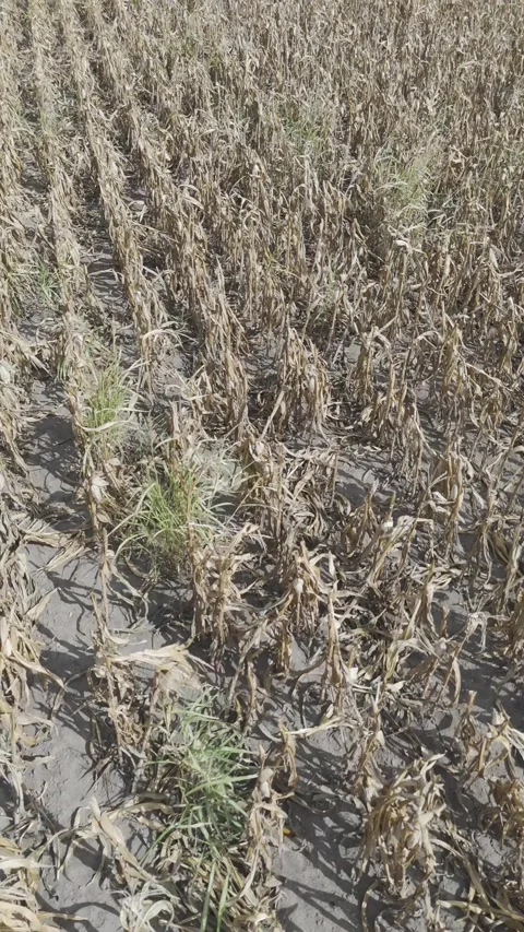 Fully Dried Corn Plants After A Long-lasting Drought Stock Footage 317405714