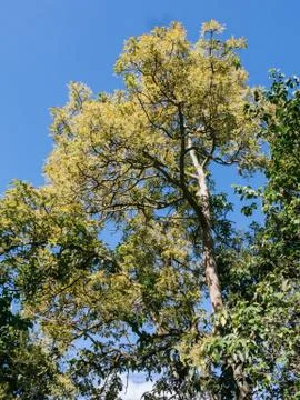 Fully flowered avocado tree, almost no leaves Stock Photos