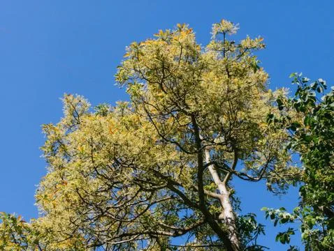 Fully flowered avocado tree, almost no leaves Stock Photos