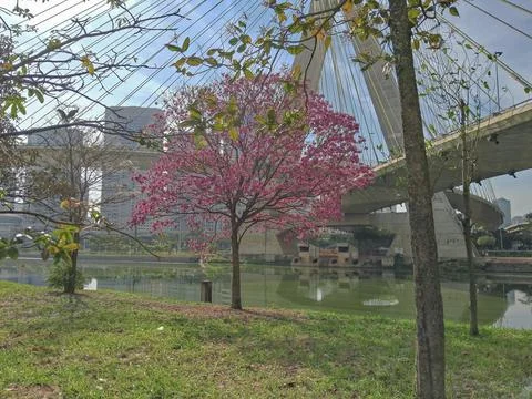 Fully flowering tree, in a park next to the river. Stock Photos